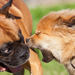 A close-up of two dogs barking at one another with fierce expressions. Trauma therapy in Roseville, CA can help you cope with stressful situations. Learn more about trauma therapy in Fair Oaks, CA by contacting a therapist for teens in Roseville, CA.