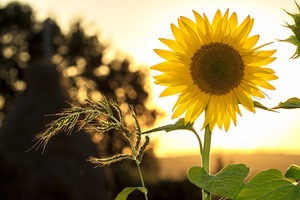 sunflower-1127174_1920.jpg